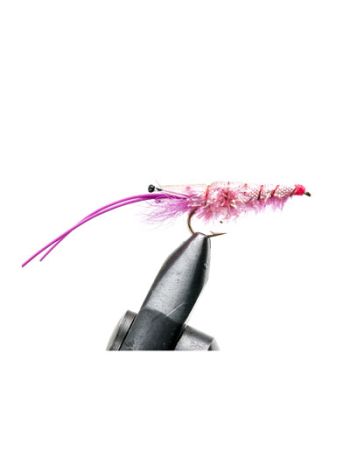 Pink Glimmer Shrimp